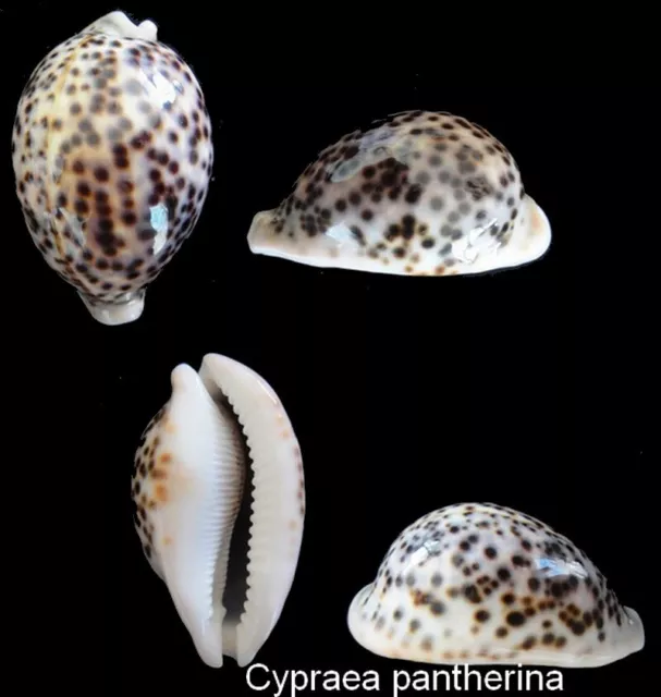 Coquillage de collection : Cypraea pantherina