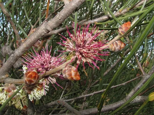 Hakea scoparia - Broom Hakea - 20 Seeds