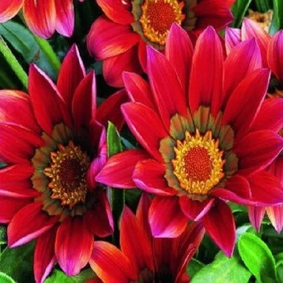 30+ Gazania Kiss Mahogany / Drought Tolerant / Re-seeding Annual Flower Seeds