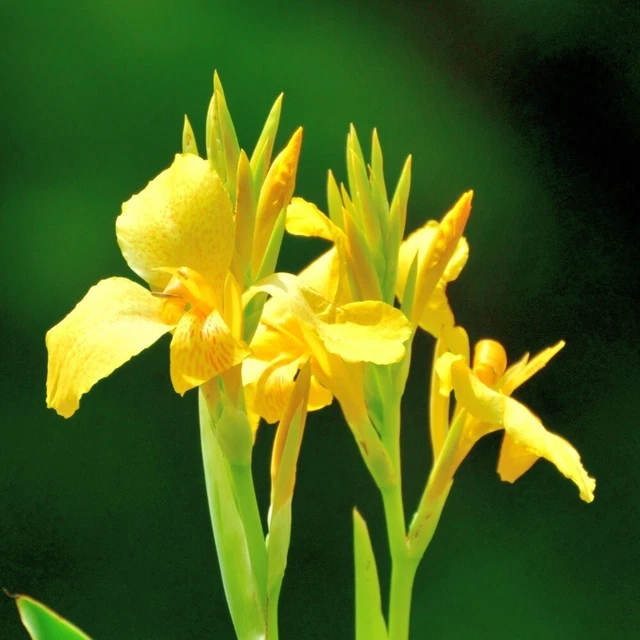 5pcs Yellow Gorgeous Canna seeds Big Flower Tropical Plants Canna Lily seeds