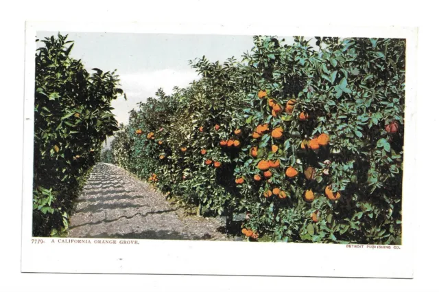 1907 USA California Orangen Grove, Plantage Bäume  Litho unbenutzt