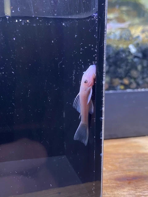 snow white bristlenose pleco 1” (read description) 2