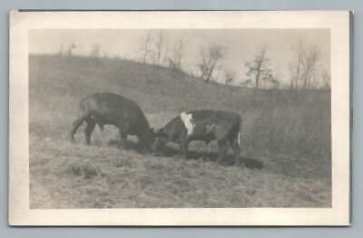 Dairy Cows Grazing on Grass Together RPPC Antique Photo Postcard 1910s