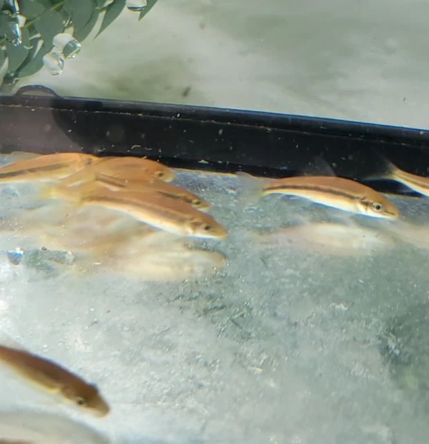 Siamese algae-eater