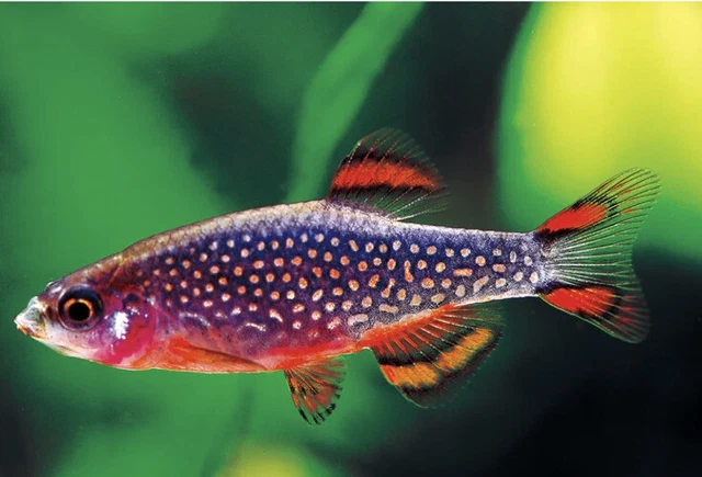 Live Celestial Pearl Danio Galaxy Rasbora 4+2 Aquarium Nano Fish
