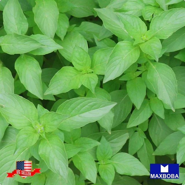 Basil Seeds - Lemon Non-GMO / Heirloom / Herb Garden Fresh