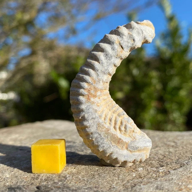 Rastellum oyster bivalve fossil - unique "fossil alien"