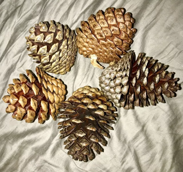 5 PCS Natural Pine Cones (Medium) 5 to 8cm FOR ALL SEASONS 2