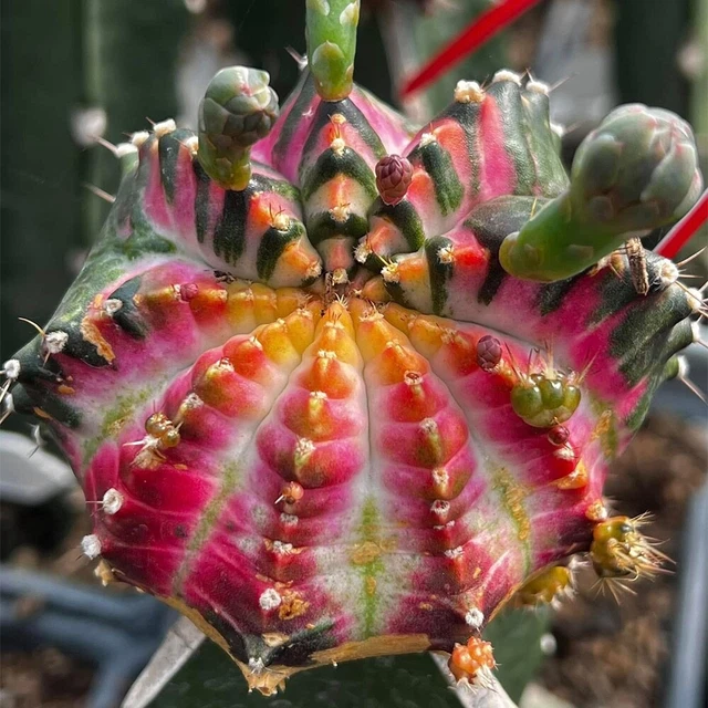 THAI VARIEGATED GYMNOCALYCIUM 'NextGen' 100 seeds RARE CACTUS not  Astrophytum $43.09 - PicClick AU