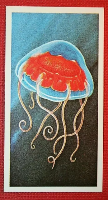 DEEP-SEA JELLYFISH  Illustrated Marine Wildlife Card  CD20M