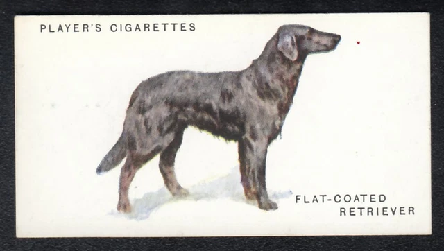 FLAT-COATED RETRIEVER Vintage 1931 Arthur Wardle Dog Painting Card