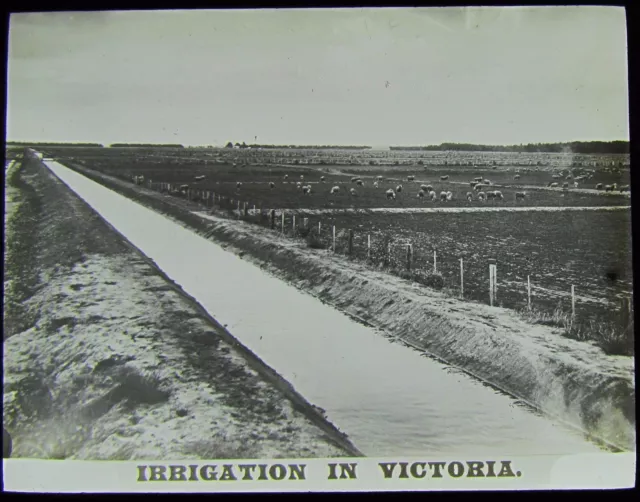 Glass Magic Lantern Slide IRRIGATION IN VICTORIA C1910 PHOTO AUSTRALIA