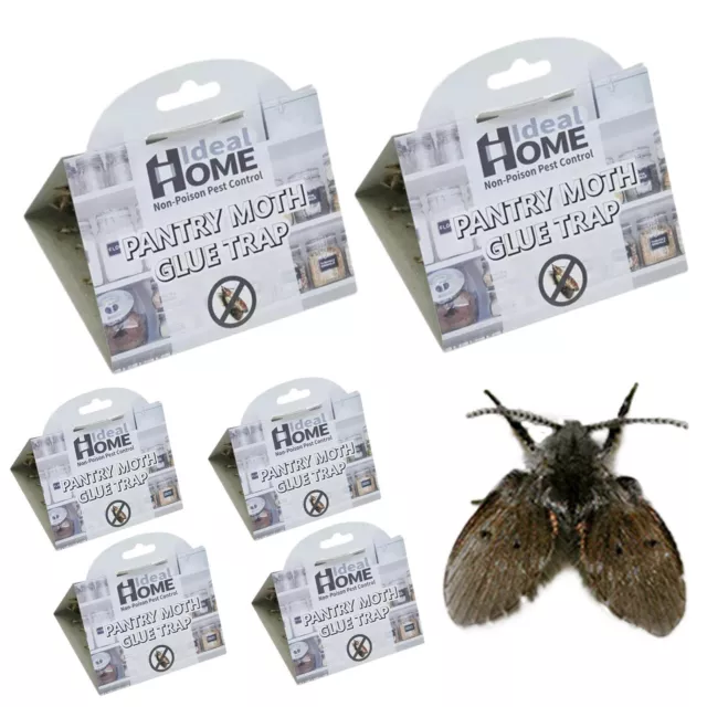 6PCS Moth Traps Clothes And Pantry Moth Traps Sticky Ecofriendly Safe Fly Catche