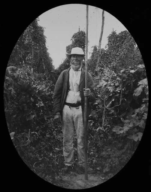 Magic Lantern Slide HOP PICKER WITH POLE SMOKING A PIPE C1890 VICTORIAN PHOTO