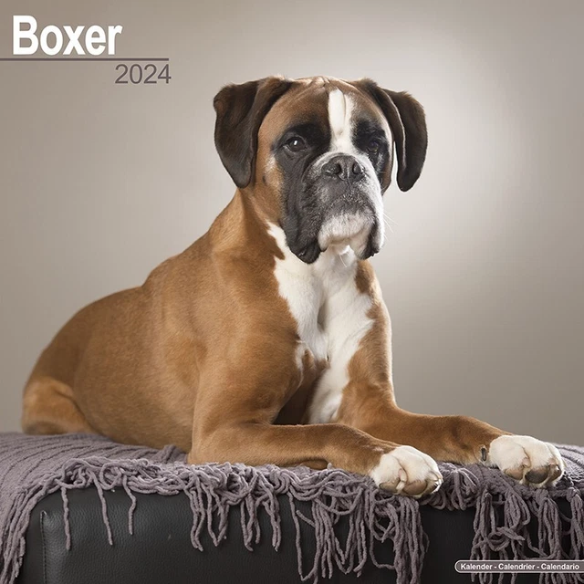 BOXER DOG CALENDAR 2024 DOG Calendar 2024 £10.99 PicClick UK