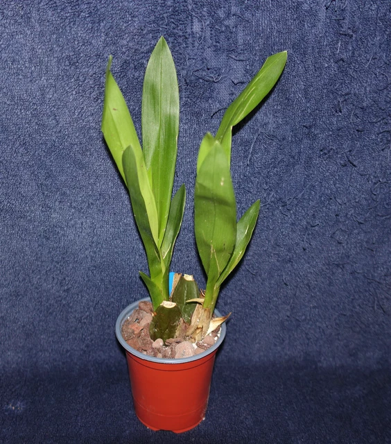 VUYLSTEKEARA CAMBRIA 'PLUSH' FCC/RHS orchid plant EUR 45,65 PicClick DE