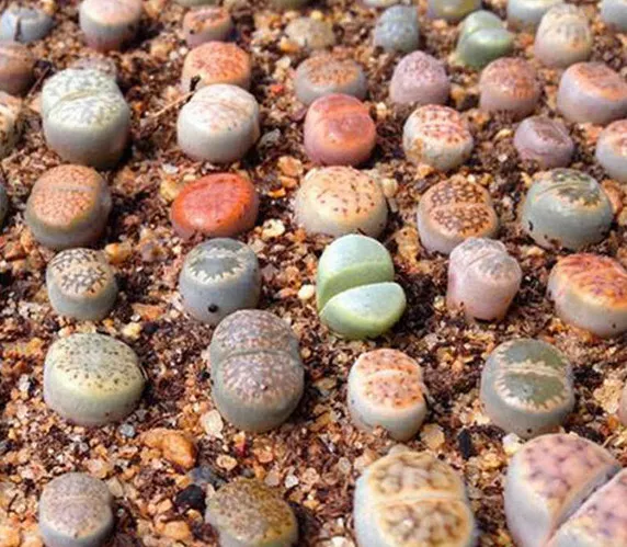 Sachet 50 graines Lithops mix, plante caillou, succulente, cactus, plante grasse 2