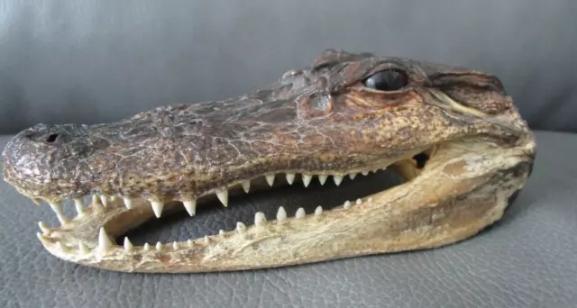 Florida Alligator Head, 6 inches Long, Gator, Genuine