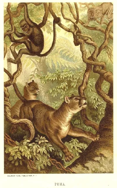 1885 Prang Chromo PUMA/PANTHER/JAGUAR/LION Big JUNGLE CAT Print L@@K NICE!