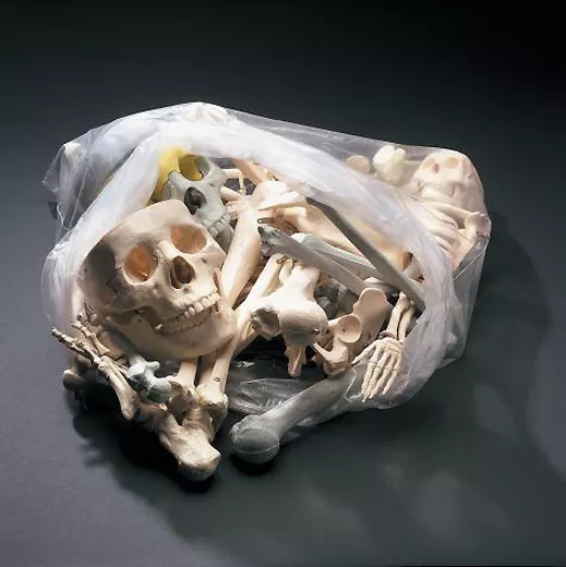 12lb Bag of Bones Bucky Skeleton Human Halloween Prop