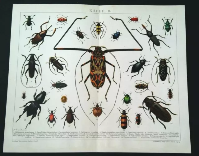 KÄFER Coleoptera Totenkäfer Bienenkäfer LITHOGRAPHIE von 1898 Feuerkäfer