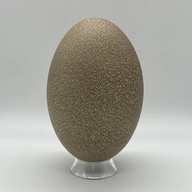 Cáscara de huevo emú soplado para artesanías 5,3 x 3,5 pulgadas marrón/blanco moteado