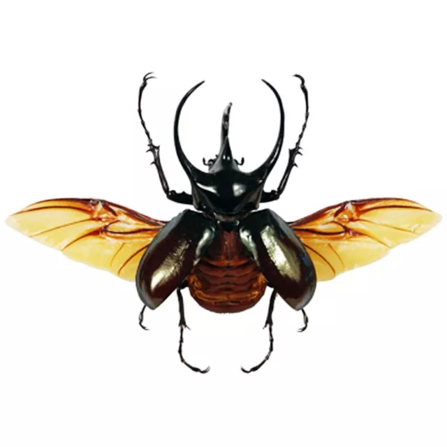 Chalcosoma atlas WINGS SPREAD beetle Indonesia