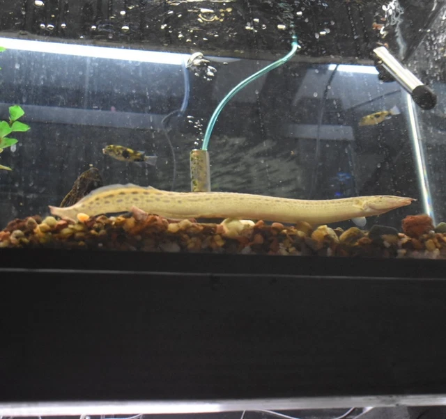 Live Tire Track Zig Zag Eeel (9-10" Freshwater Aquarium Fish) PLS READ DESCR 2