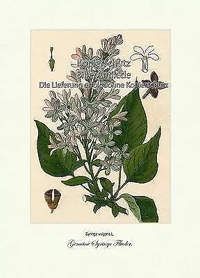 Gemeine Syringe Flieder Syringa vulgaris Ölbaumgewächse Vilmorin A4 364