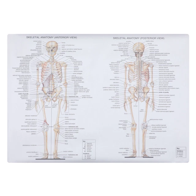 AFFICHE DE SQUELETTE Humain Tableau D'anatomie Musculaire Étudiant EUR 7,49 - FR