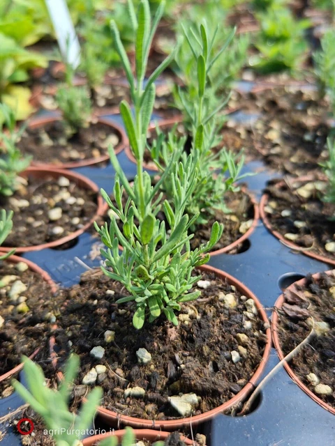 Pianta Di Lavanda Vera In Vaso 14cm - Lavandula Angustifolia, Profumata E Anti Insetti - Foto 3