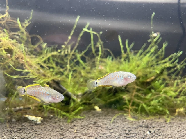 1+1 Peacock Goby Freshwater Tropical Fish