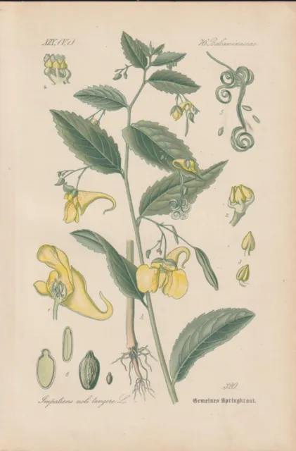 Große Springkraut (Impatiens noli-tangere) CHROMO-LITHOGRAFIE von 1886 Antik