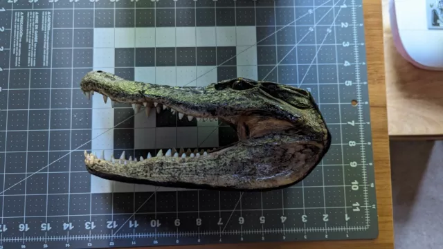 Lg 5"+ Genuine Alligator Head Skull Taxidermy Real Teeth Jaw Reptile Swamp Gator