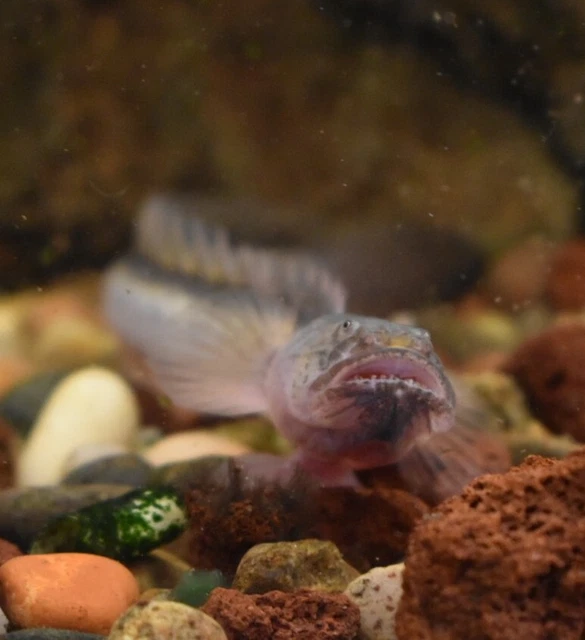 Live Dragon Goby (4" Tropical Freshwater Aquarium Fish) *PLS READ DESCR* 5