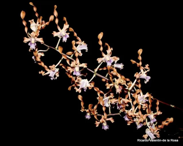 Dendrobium Orchid Species Den.  helix