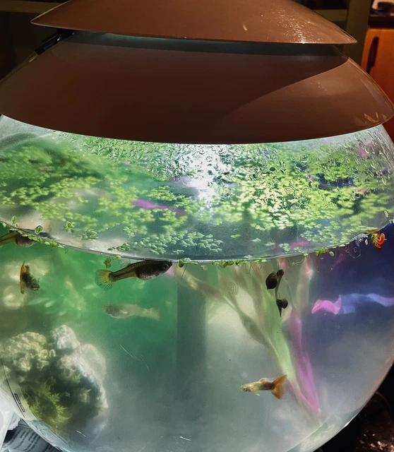 Biorb Reef Fish Tank,  30 Litres fish tank aquarium even Terrarium. With Extras.