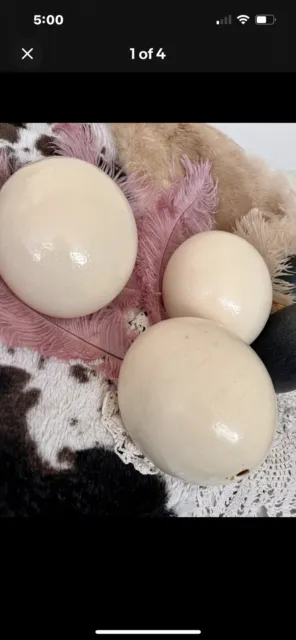 Caja de 3 huevos de avestruz soplados