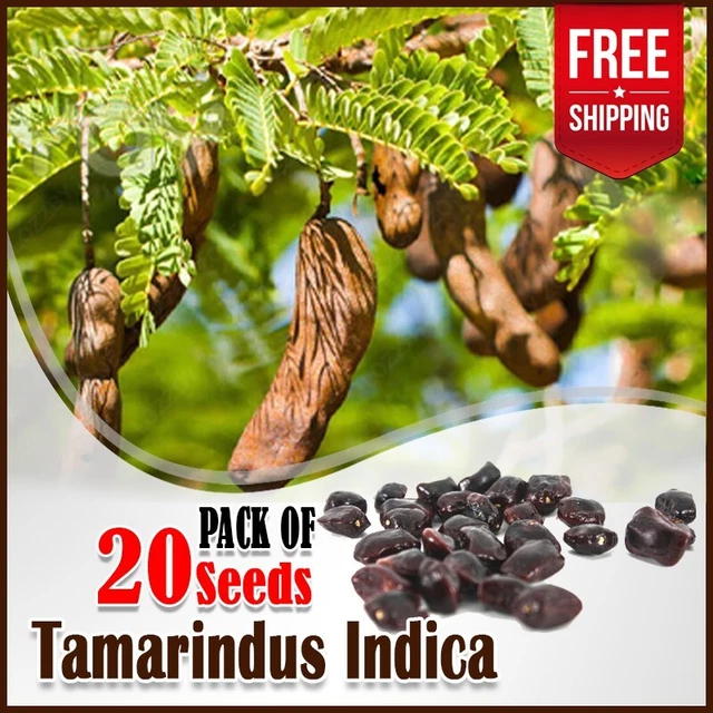 20+ Tamarind Tree Seeds Tamarindus indica Tropical Fruit Bonsai Flower Planting
