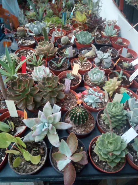 Lot De 60 Plantes Succulents Et Cactus Assorties pour Intérieur et Jardin