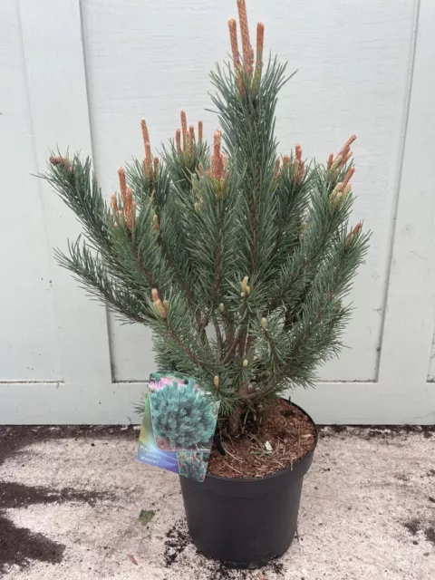 Scots Pine 'Watereri' - Pinus sylvestris - Compact Dwarf Pine Tree - 5L