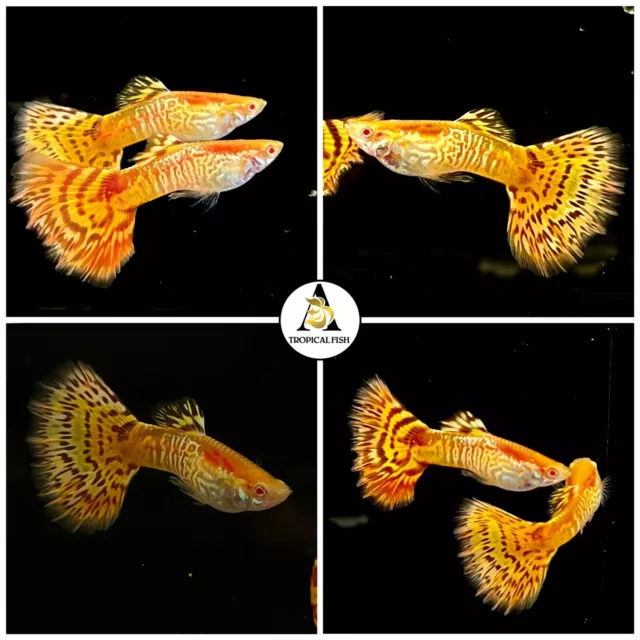 1 Trio☆ Albino Yellow King Cobra - High Quality Guppy Live Fish - Top Grate A+++