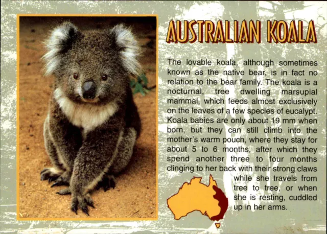 Australia Postcard Australien Postkarte Motivkarte Tiere Tier KOALA Bär Animal