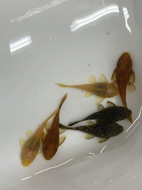 Variety Pack 2 Red, 2 Albino, And 2 Brown. Pleco (Ancistrus sp.) Bushynose Pleco