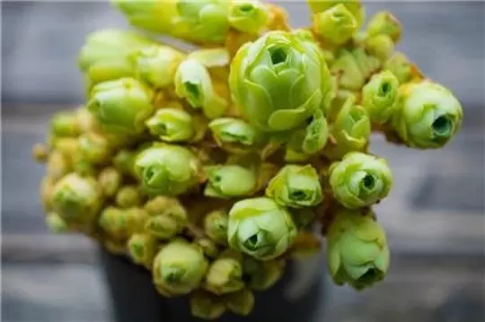 Greenovia dodrentalis, Aeonium dodrantale 10 Samen Sukkulente, Zimmerpflanze