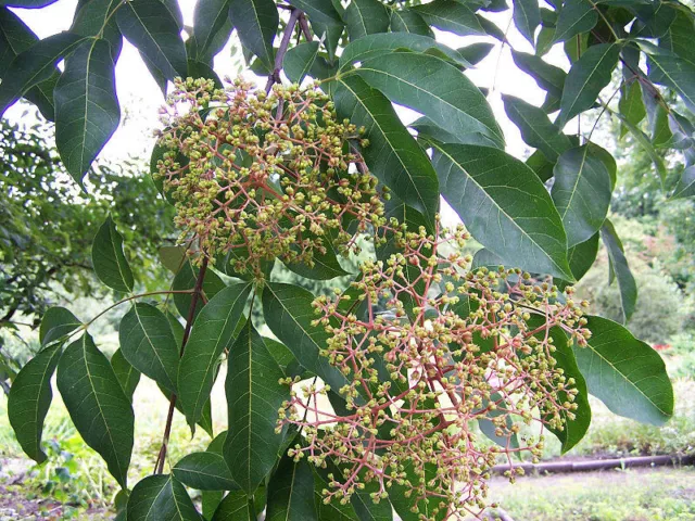 EVODIA HUPEHENSIS TETRADIUM DANIELLI 50 semi seeds Albero del miele Bee tree