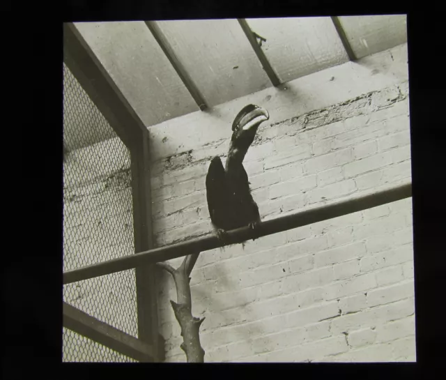 Glass Magic lantern slide A HORNBILL AT THE ZOO  C1890 BIRD ORNITHOLIGY