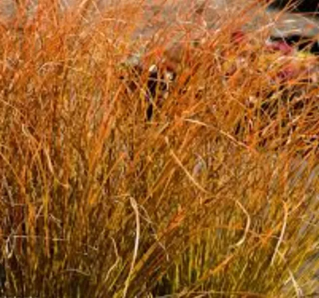 Prairie Fire grass x 1 plug plants ornamental grasses perennial Carex testacae