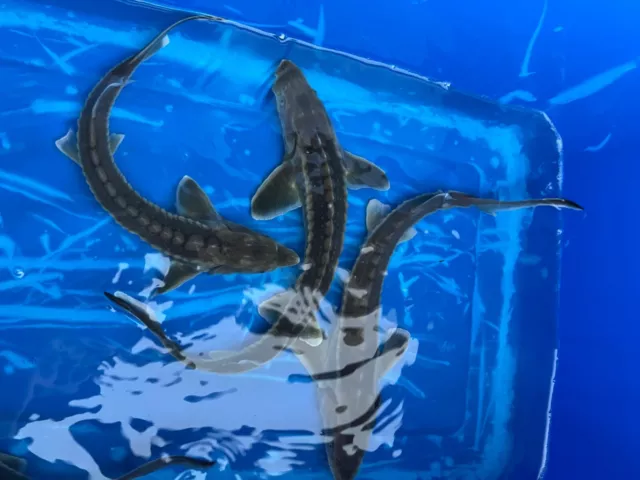 1 Live Diamond Back Sturgeon Fish for Pond 18-21"
