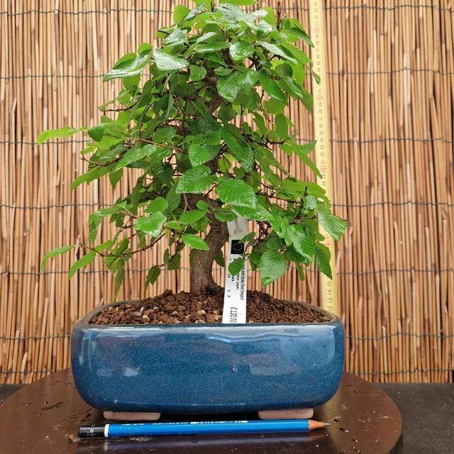 50 Semi Di Carpino Coreano (Carpinus Turczaninowii) Per Coltivare Bonsai - Per Appassionati